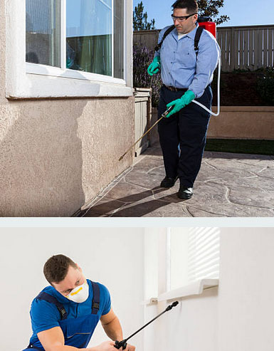 Pest Inspection Gold Coast